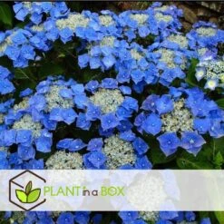 Hortensia Teller - Set Van 6 - Blauw - Tuinhortensia - Pot 9cm - Hoogte 25-40cm -Goedkope Planten winkel 1000082192 0103