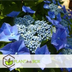 Hortensia Teller - Set Van 6 - Blauw - Tuinhortensia - Pot 9cm - Hoogte 25-40cm -Goedkope Planten winkel 1000082192 0104