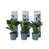 Hortensia Teller - Set Van 6 - Blauw - Tuinhortensia - Pot 9cm - Hoogte 25-40cm