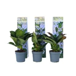 Hortensia Teller - Set Van 6 - Blauw - Tuinhortensia - Pot 9cm - Hoogte 25-40cm