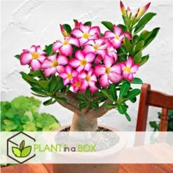 Adenium Obesum - Woestijnroos Bloeiend - Pot 10.5cm - Hoogte 25-40cm -Goedkope Planten winkel 1000082195 0102