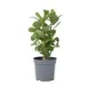 Adenium Obesum - Woestijnroos Bloeiend - Pot 10.5cm - Hoogte 25-40cm -Goedkope Planten winkel 1000082195