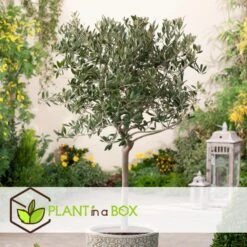 Olea Europaea - Winterharde Olijfboom Op Stam - Pot 19cm - Hoogte 80-90cm -Goedkope Planten winkel 1000082197 0105