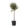 Olea Europaea - Winterharde Olijfboom Op Stam - Pot 19cm - Hoogte 80-90cm -Goedkope Planten winkel 1000082197