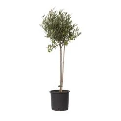 Olea Europaea - Winterharde Olijfboom Op Stam - Pot 19cm - Hoogte 80-90cm