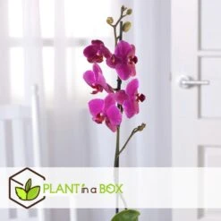 Phalaenopsis - Orchidee Paars - Pot 12cm - Hoogte 50-60cm -Goedkope Planten winkel 1000082198 0103