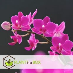 Phalaenopsis - Orchidee Paars - Pot 12cm - Hoogte 50-60cm -Goedkope Planten winkel 1000082198 0104
