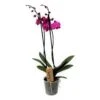 Phalaenopsis - Orchidee Paars - Pot 12cm - Hoogte 50-60cm -Goedkope Planten winkel 1000082198