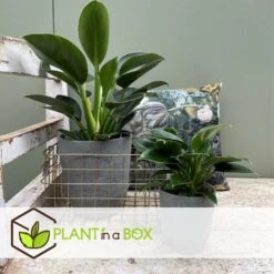 Philodendron Green Princess - Pot 12cm - Hoogte 20-30cm -Goedkope Planten winkel 1000082201 0102