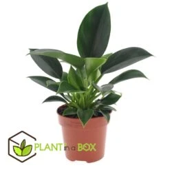 Philodendron Green Princess - Pot 12cm - Hoogte 20-30cm -Goedkope Planten winkel 1000082201 0103