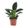 Philodendron Green Princess - Pot 12cm - Hoogte 20-30cm -Goedkope Planten winkel 1000082201