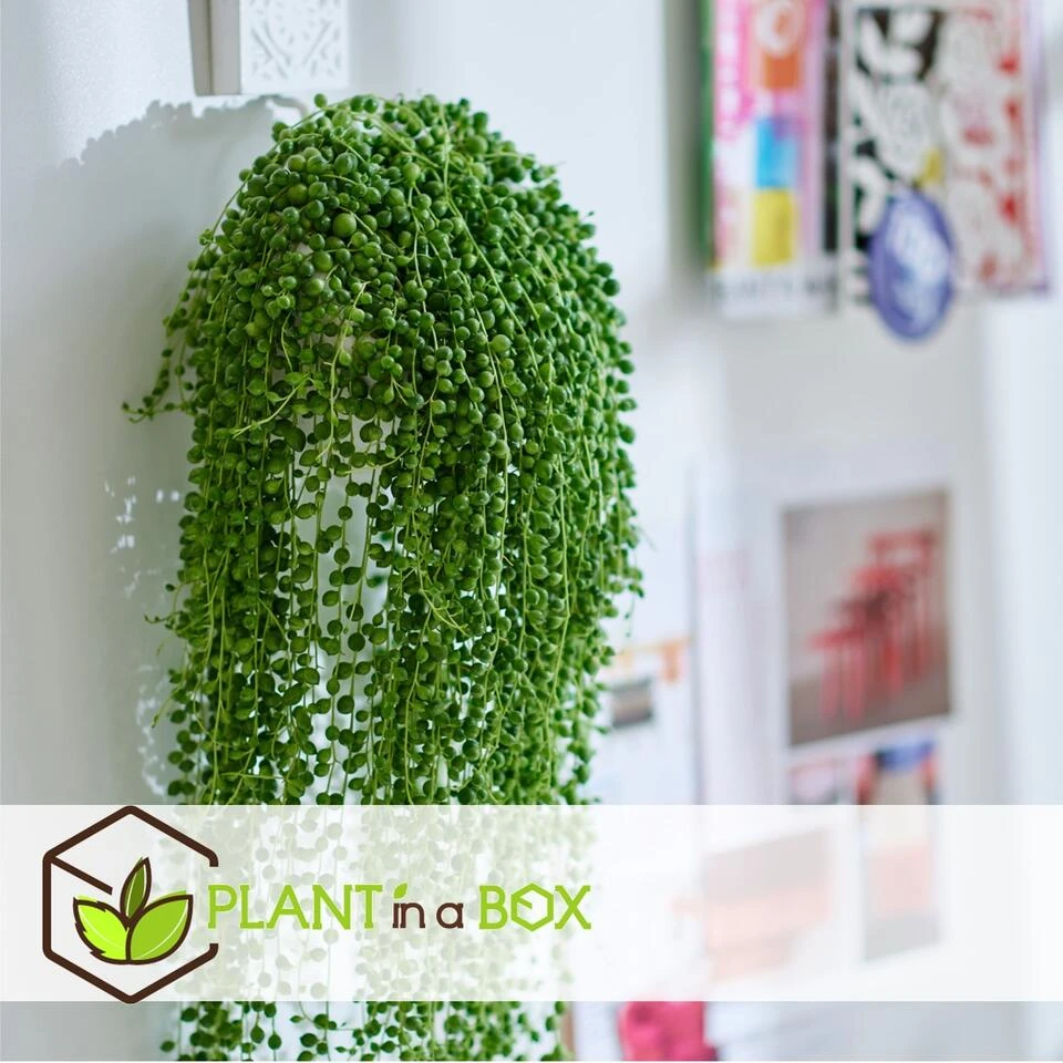 Senecio Rowleyanus 'String Of Pearls' - Set Van 2 - Pot 12cm - Hoogte 10-20cm 2 Senecio Rowleyanus 'String Of Pearls' - Set Van 2 - Pot 12cm - Hoogte 10-20cm - Afbeelding 2