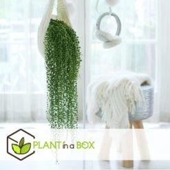 Senecio Rowleyanus 'String Of Pearls' - Set Van 2 - Pot 12cm - Hoogte 10-20cm 6 Senecio Rowleyanus 'String Of Pearls' - Set Van 2 - Pot 12cm - Hoogte 10-20cm -Goedkope Planten winkel 1000082205 0103