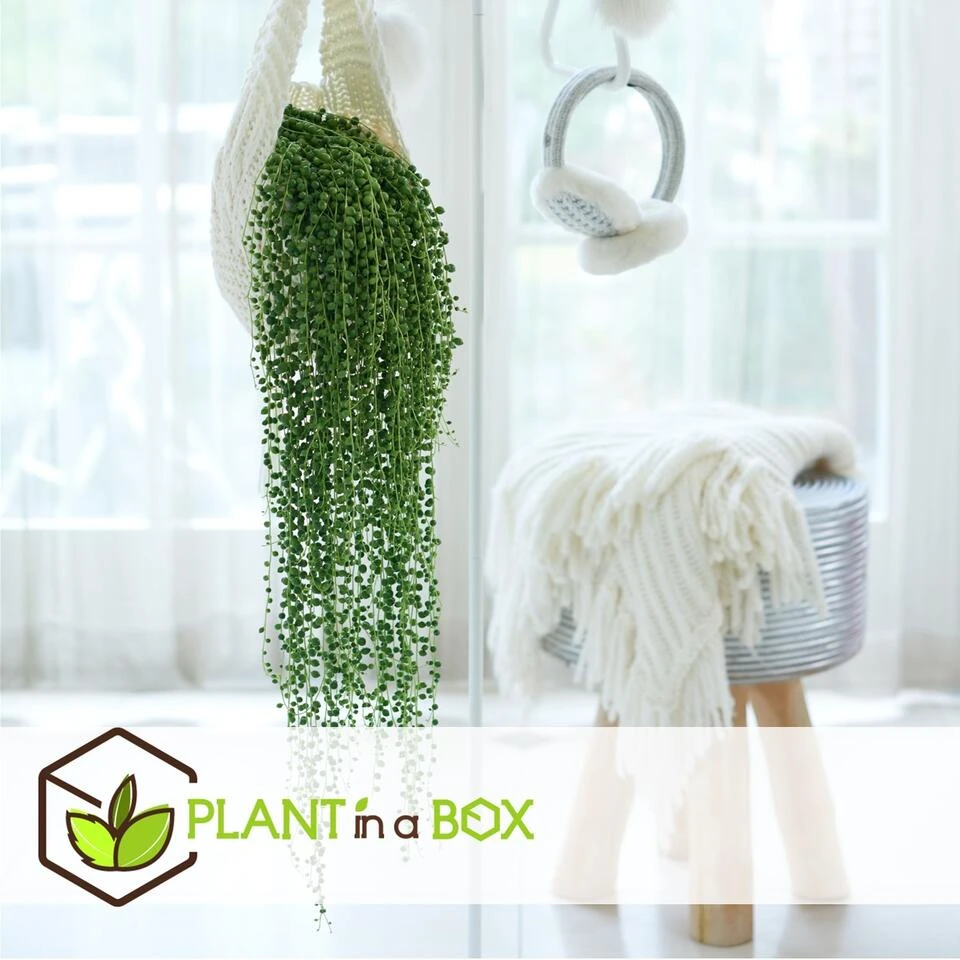 Senecio Rowleyanus 'String Of Pearls' - Set Van 2 - Pot 12cm - Hoogte 10-20cm 3 Senecio Rowleyanus 'String Of Pearls' - Set Van 2 - Pot 12cm - Hoogte 10-20cm - Afbeelding 3