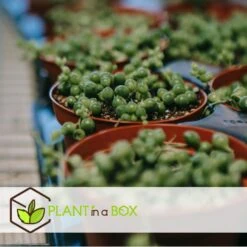 Senecio Rowleyanus 'String Of Pearls' - Set Van 2 - Pot 12cm - Hoogte 10-20cm 7 Senecio Rowleyanus 'String Of Pearls' - Set Van 2 - Pot 12cm - Hoogte 10-20cm -Goedkope Planten winkel 1000082205 0104