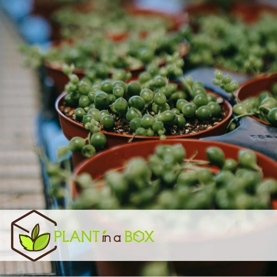 Senecio Rowleyanus 'String Of Pearls' - Set Van 2 - Pot 12cm - Hoogte 10-20cm 4 Senecio Rowleyanus 'String Of Pearls' - Set Van 2 - Pot 12cm - Hoogte 10-20cm - Afbeelding 4