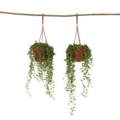 Senecio Rowleyanus 'String Of Pearls' - Set Van 2 - Pot 12cm - Hoogte 10-20cm