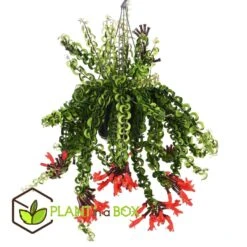 Aeschynantus Twister - Pot 15cm - Hoogte 20-30cm -Goedkope Planten winkel 1000082207 0102
