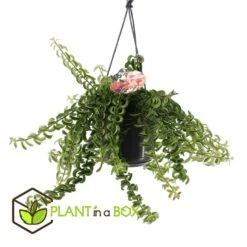 Aeschynantus Twister - Pot 15cm - Hoogte 20-30cm -Goedkope Planten winkel 1000082207 0103