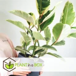 Ficus Elastica Tineke - 'Rubberboom' - Pot 24cm - Hoogte 80-100cm -Goedkope Planten winkel 1000082209 0103