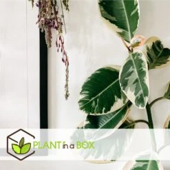 Ficus Elastica Tineke - 'Rubberboom' - Pot 24cm - Hoogte 80-100cm -Goedkope Planten winkel 1000082209 0104