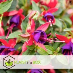 Fuchsia - Mix Van 6 - Sarah, Lady Thumb, Ricartonnii - Pot 9cm - Hoogte 10-20cm -Goedkope Planten winkel 1000084412 0104