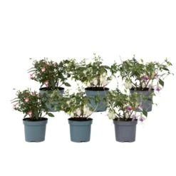 Fuchsia - Mix Van 6 - Sarah, Lady Thumb, Ricartonnii - Pot 9cm - Hoogte 10-20cm