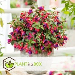 Fuchsia - Mix Van 3 - Sarah, Lady Thumb, Ricartonnii - Pot 9cm - Hoogte 10-20cm -Goedkope Planten winkel 1000084413 0103