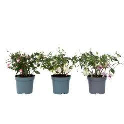 Fuchsia - Mix Van 3 - Sarah, Lady Thumb, Ricartonnii - Pot 9cm - Hoogte 10-20cm