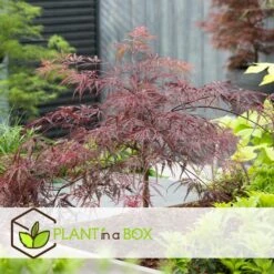 Acer Palmatum 'Garnet' - Set Van 2 - Esdoorn - Pot 19cm - Hoogte 60-70cm -Goedkope Planten winkel 1000084415 0103