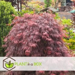 Acer Palmatum 'Garnet' - Set Van 2 - Esdoorn - Pot 19cm - Hoogte 60-70cm -Goedkope Planten winkel 1000084415 0104