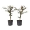 Acer Palmatum 'Garnet' - Set Van 2 - Esdoorn - Pot 19cm - Hoogte 60-70cm