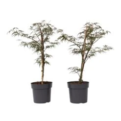 Acer Palmatum 'Garnet' - Set Van 2 - Esdoorn - Pot 19cm - Hoogte 60-70cm