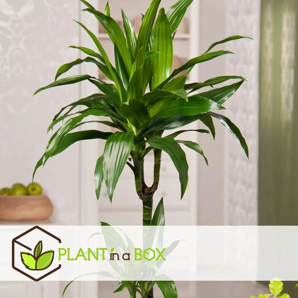 Dracaena Fragrans Janet Craig - XXL - Pot 24cm - Hoogte 140-150cm 4 Dracaena Fragrans Janet Craig - XXL - Pot 24cm - Hoogte 140-150cm - Afbeelding 4