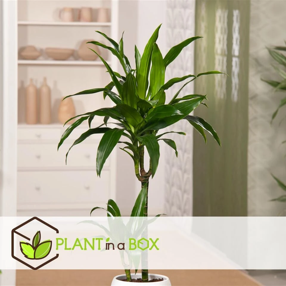 Dracaena Fragrans Janet Craig - XXL - Pot 24cm - Hoogte 140-150cm 2 Dracaena Fragrans Janet Craig - XXL - Pot 24cm - Hoogte 140-150cm - Afbeelding 2