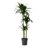 Dracaena Fragrans Janet Craig - XXL - Pot 24cm - Hoogte 140-150cm -Goedkope Planten winkel 1000084417