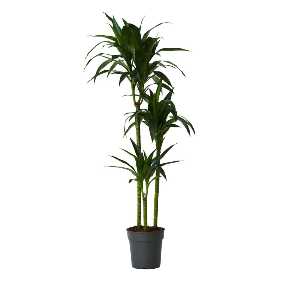 Dracaena Fragrans Janet Craig - XXL - Pot 24cm - Hoogte 140-150cm 1 Dracaena Fragrans Janet Craig - XXL - Pot 24cm - Hoogte 140-150cm