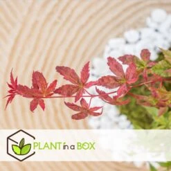 Acer Palmatum ´Beni Maiko´ - Set Van 2 - Esdoorn - Pot 19cm - Hoogte 60-70cm -Goedkope Planten winkel 1000084418 0104