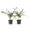 Acer Palmatum ´Beni Maiko´ - Set Van 2 - Esdoorn - Pot 19cm - Hoogte 60-70cm 9 Acer Palmatum ´Beni Maiko´ - Set Van 2 - Esdoorn - Pot 19cm - Hoogte 60-70cm -Goedkope Planten winkel 1000084418