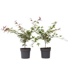 Acer Palmatum ´Beni Maiko´ - Set Van 2 - Esdoorn - Pot 19cm - Hoogte 60-70cm