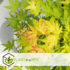 Acer 'Orange Dream' - Set Van 2 - Japanse Esdoorn - Pot 19cm - Hoogte 60-70cm -Goedkope Planten winkel 1000084420 0103