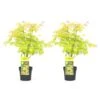 Acer 'Orange Dream' - Set Van 2 - Japanse Esdoorn - Pot 19cm - Hoogte 60-70cm -Goedkope Planten winkel 1000084420