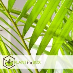 Dypsis Lutescens - Areca Goudpalm - Set Van 4 - Pot 17cm - Hoogte 60-70cm -Goedkope Planten winkel 1000084423 0104