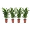 Dypsis Lutescens - Areca Goudpalm - Set Van 4 - Pot 17cm - Hoogte 60-70cm 8 Dypsis Lutescens - Areca Goudpalm - Set Van 4 - Pot 17cm - Hoogte 60-70cm -Goedkope Planten winkel 1000084423