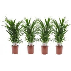 Dypsis Lutescens - Areca Goudpalm - Set Van 4 - Pot 17cm - Hoogte 60-70cm
