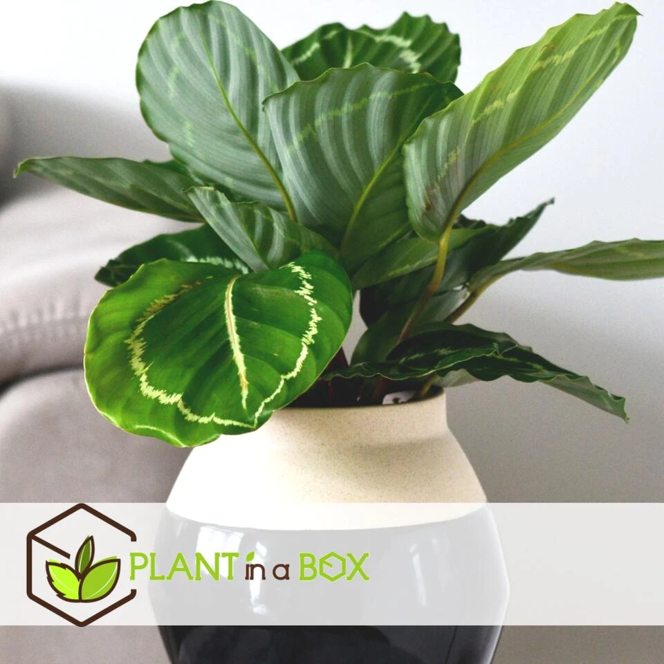 Calathea 'Julia' - Pot 17cm - Hoogte 35-45cm - Luchtzuiverende Kamerplant 2 Calathea 'Julia' - Pot 17cm - Hoogte 35-45cm - Luchtzuiverende Kamerplant - Afbeelding 2