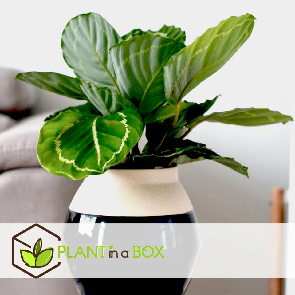 Calathea 'Julia' - Pot 17cm - Hoogte 35-45cm - Luchtzuiverende Kamerplant 3 Calathea 'Julia' - Pot 17cm - Hoogte 35-45cm - Luchtzuiverende Kamerplant - Afbeelding 3