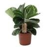 Calathea 'Julia' - Pot 17cm - Hoogte 35-45cm - Luchtzuiverende Kamerplant 9 Calathea 'Julia' - Pot 17cm - Hoogte 35-45cm - Luchtzuiverende Kamerplant -Goedkope Planten winkel 1000085728