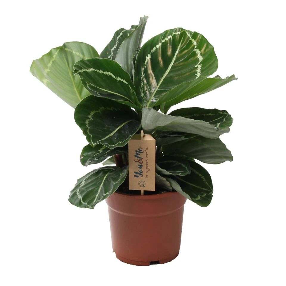 Calathea 'Julia' - Pot 17cm - Hoogte 35-45cm - Luchtzuiverende Kamerplant 1 Calathea 'Julia' - Pot 17cm - Hoogte 35-45cm - Luchtzuiverende Kamerplant