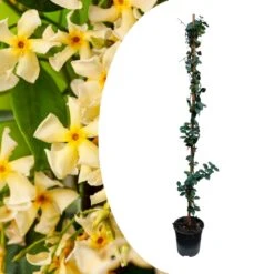 Trachelospermum Jasminoides Star Of Toscane - Pot 17cm - Hoogte 110-120cm -Goedkope Planten winkel 1000085750 0100